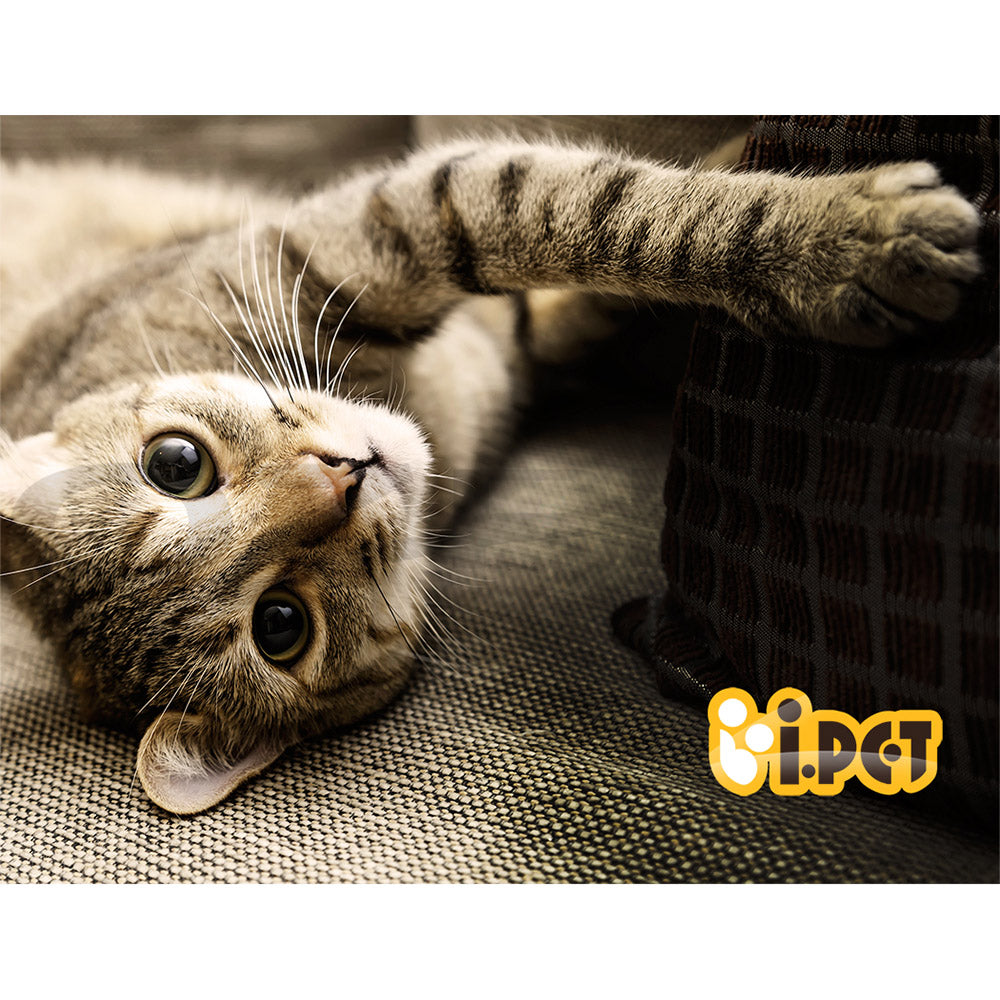 I.Pet Cat Tree Tower Scratching Post Scratcher Wood Condo Bed Toys Play Ladder