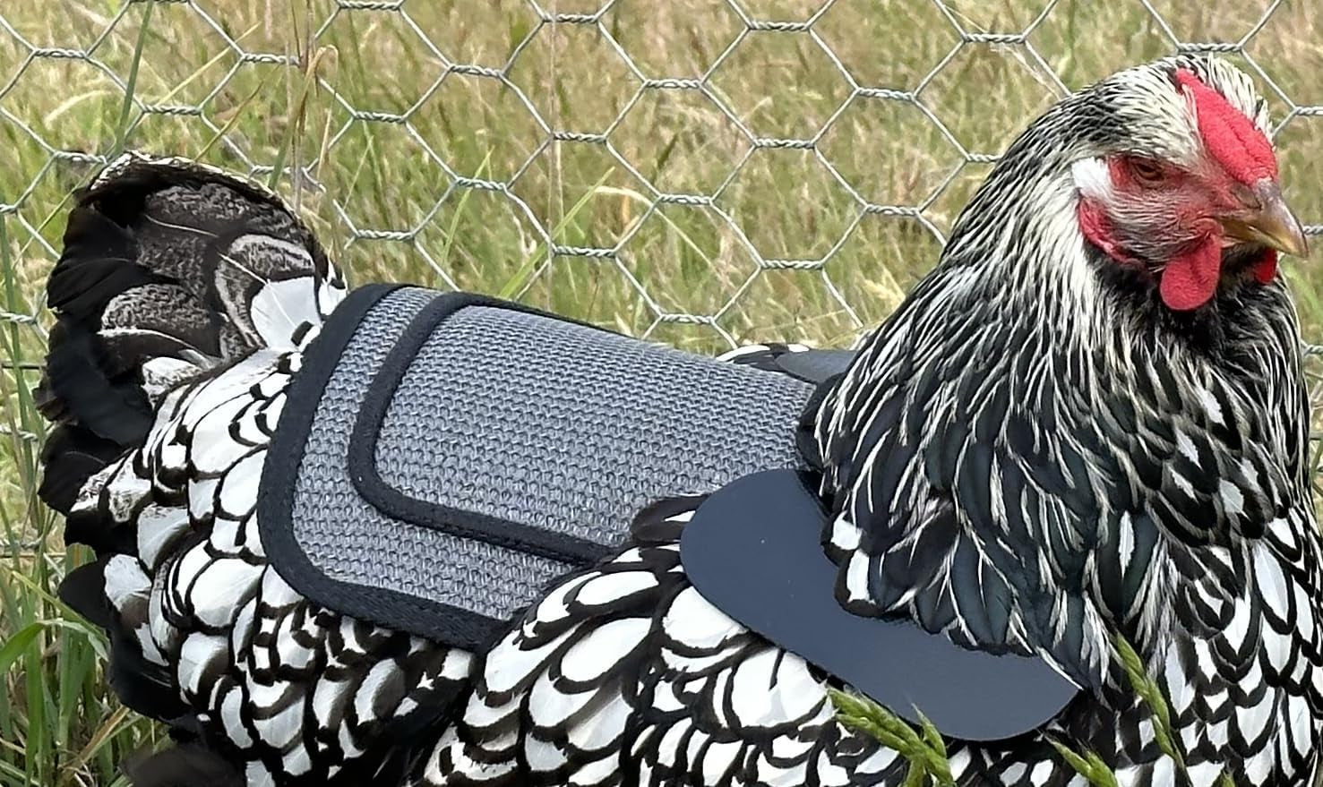 Premium Chicken Saddle, Adjustable Straps to Suit Medium and Large Hens, Poultry Saver, Protector, Apron, Supplies, Products and Equipment, Including Shoulder Cover (Grey Mesh)