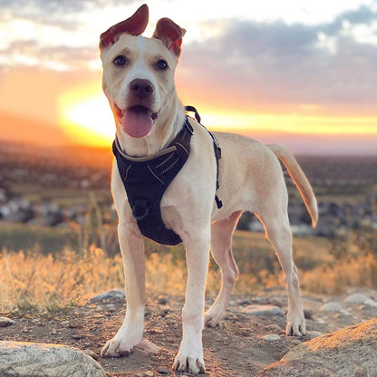 Rabbitgoo Adjustable No-Pull Front Range Dog Harness for Large Pets